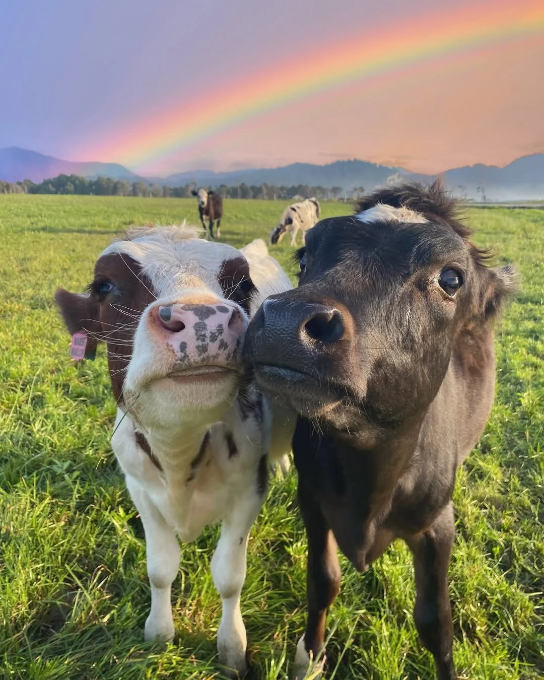一群可爱的小牛牛?们的日常生活！