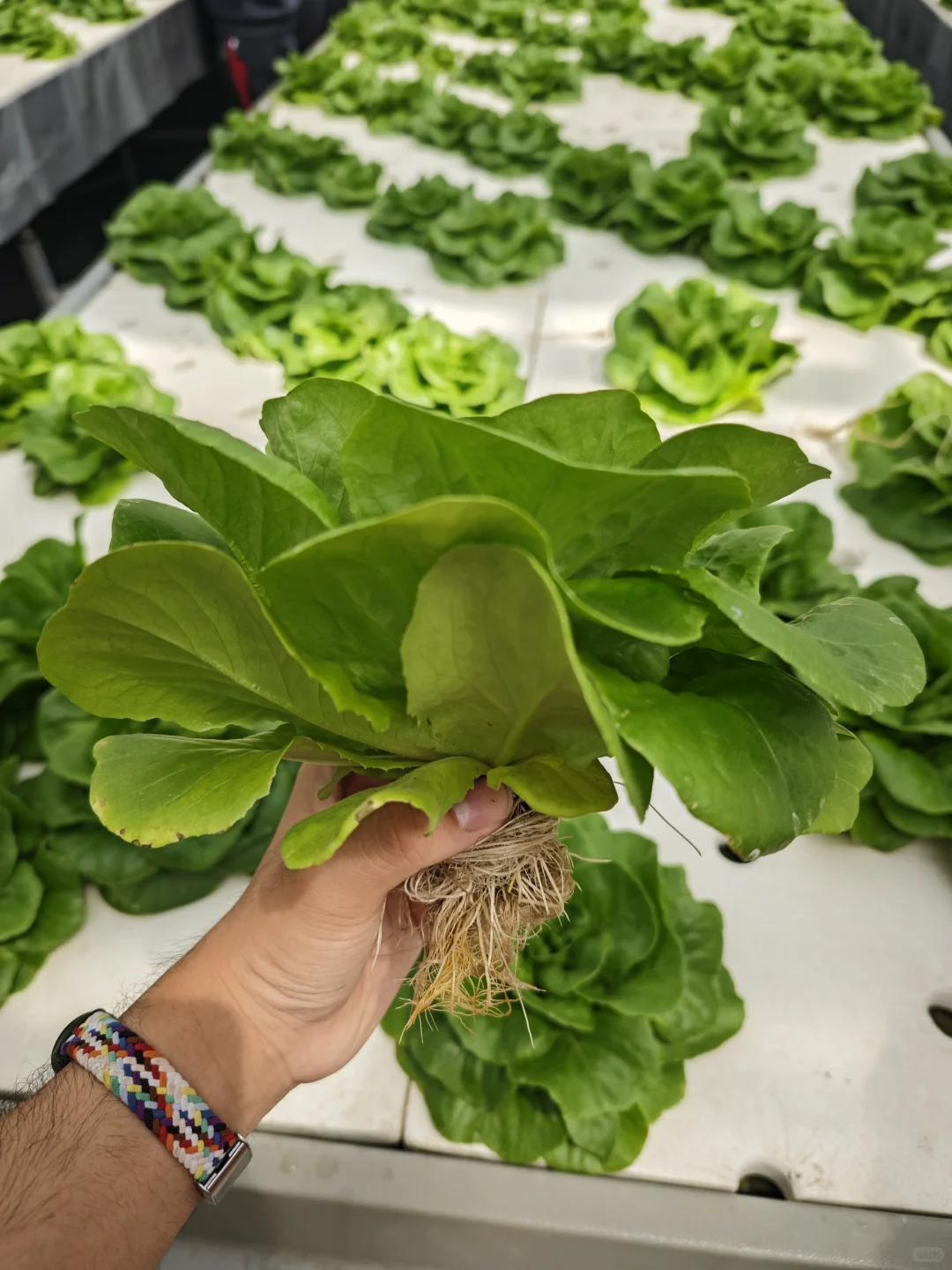 京东植物工厂参观:科技农业的硬核体验?