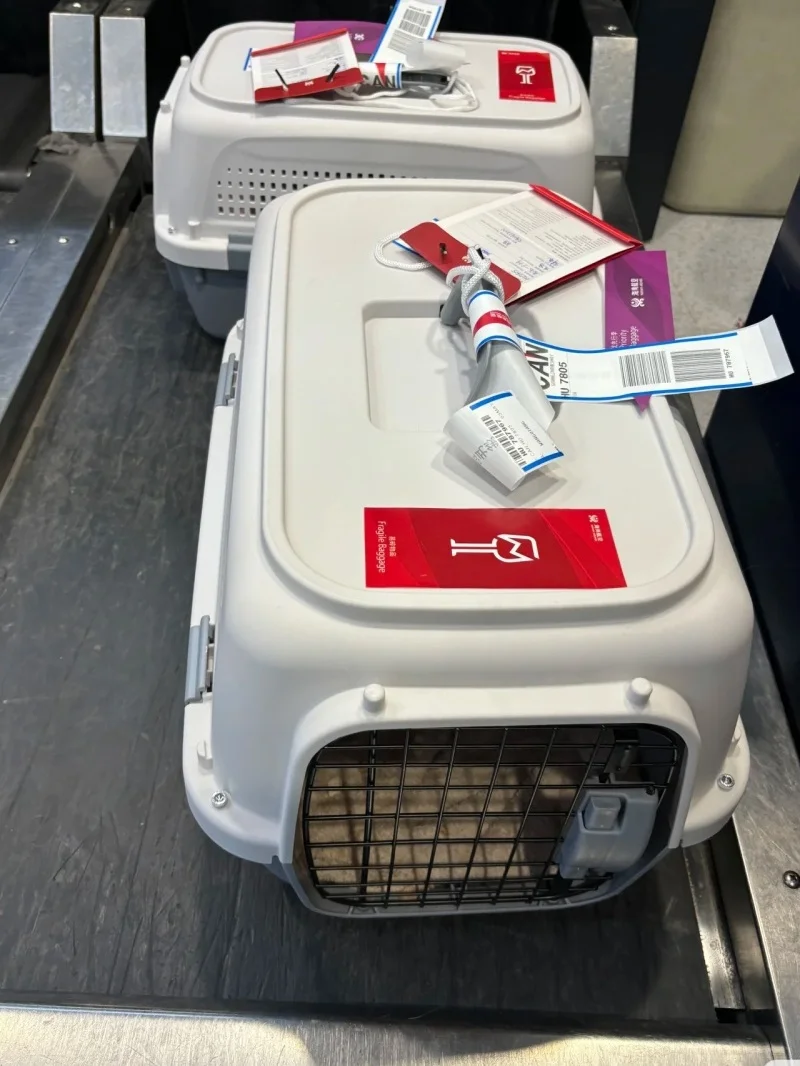 吕梁正规宠物托运-宠物猫狗运输