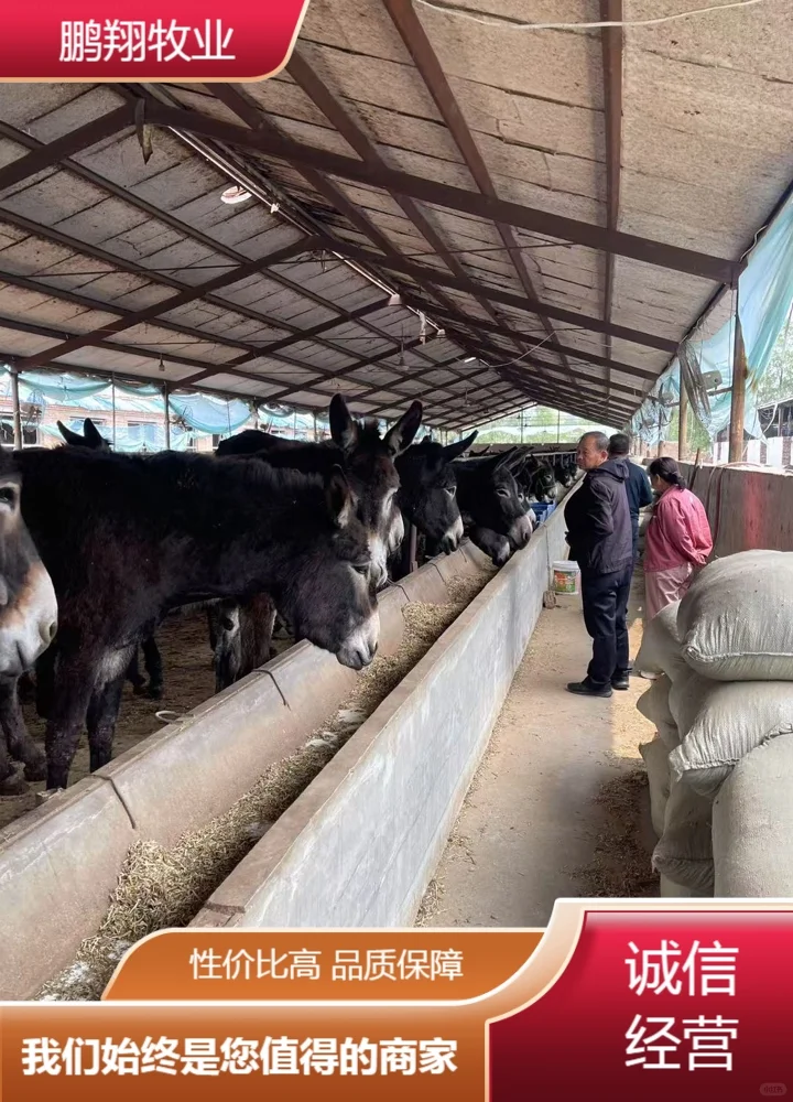 鹏翔牧业活毛驴