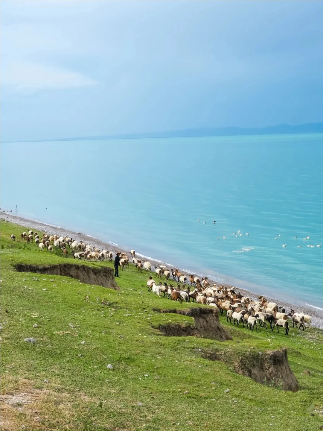 一家在云端养羊的公司，今天正式入驻啦！