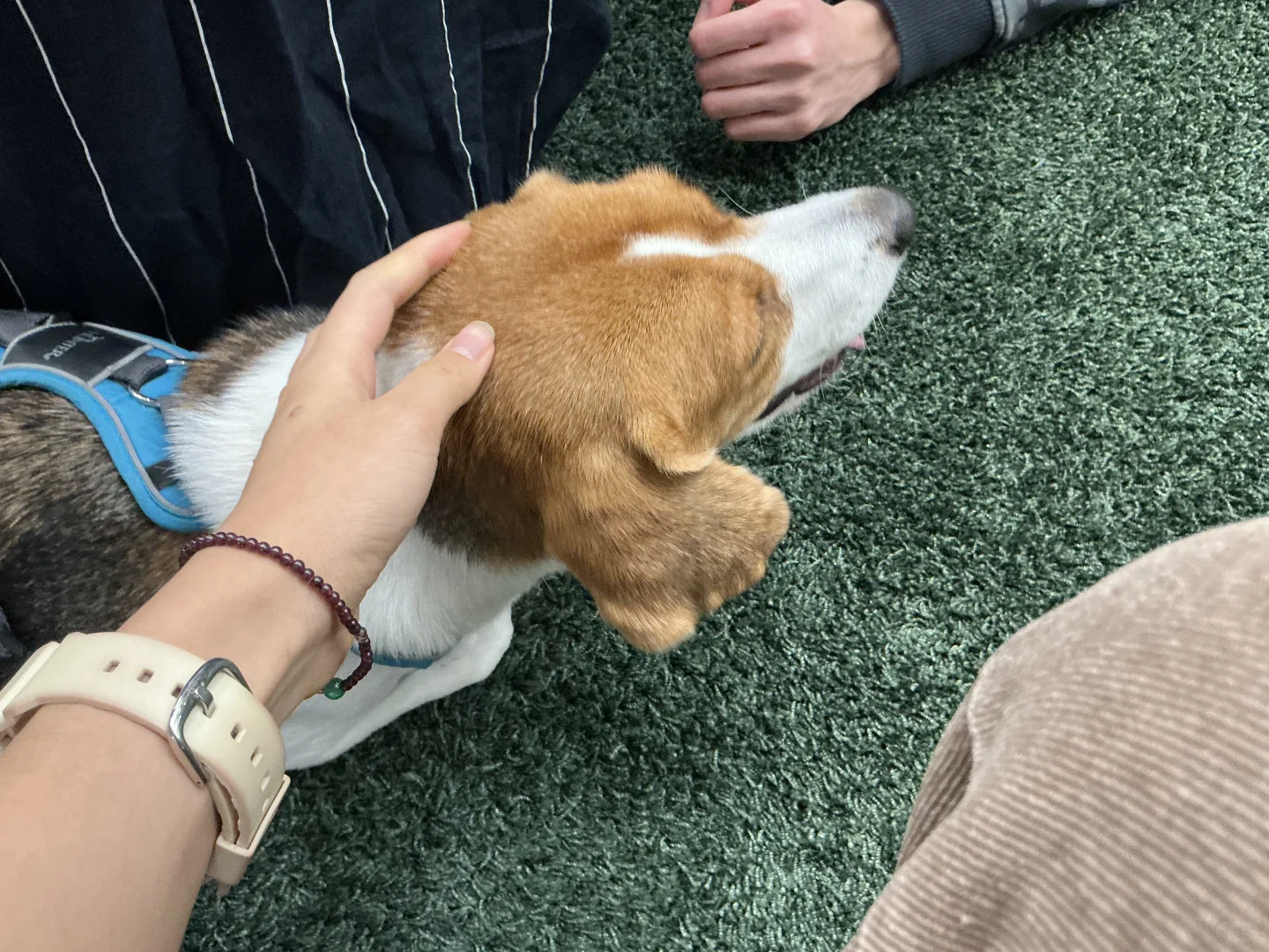 谁家图书馆可以撸小狗呀