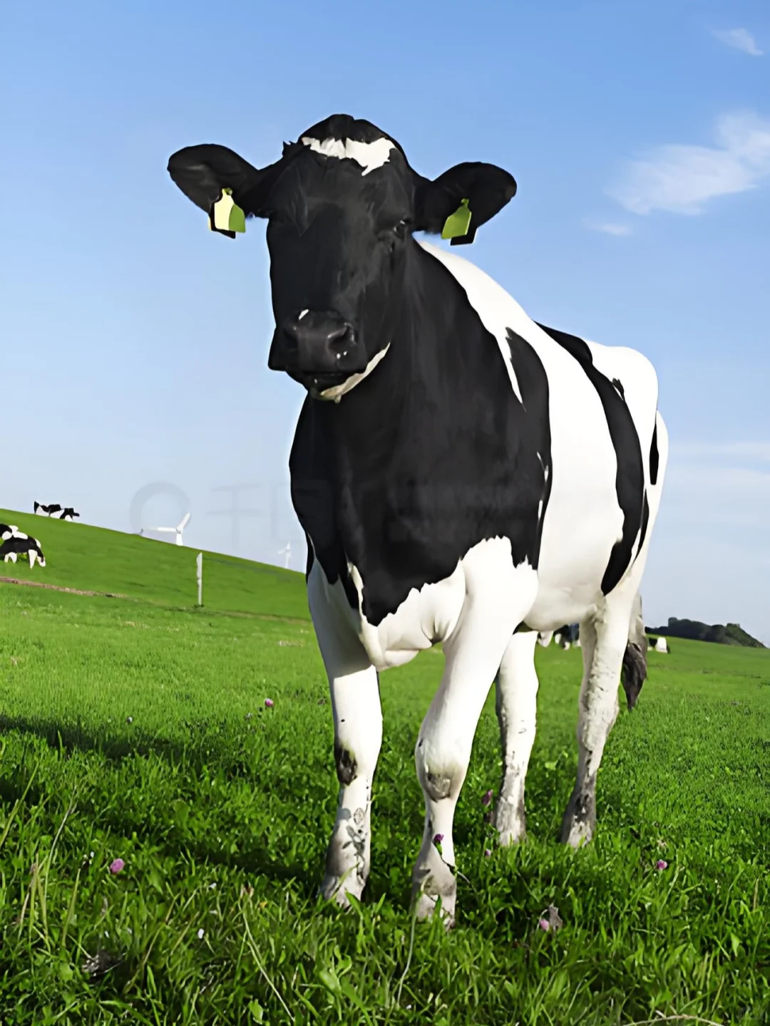 现在买到本土黄牛肉的概率还有多大?