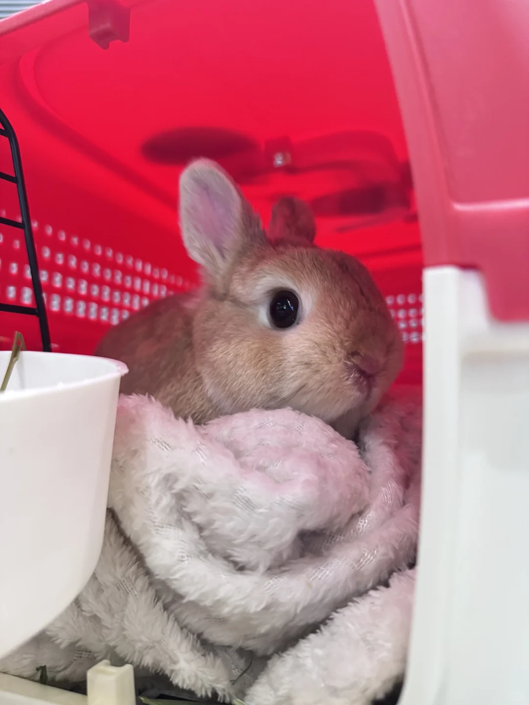 大兴机场宠物托运全过程 小兔坐飞机