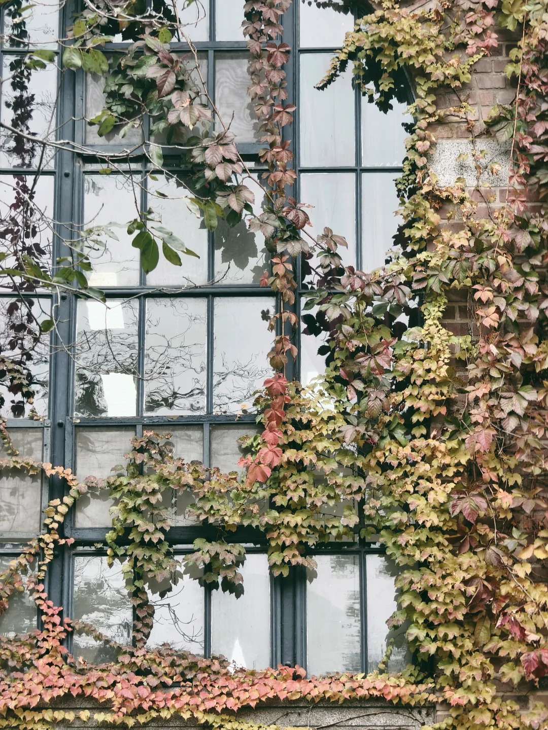 漫卷·象牙塔：清华大学 | 图书馆