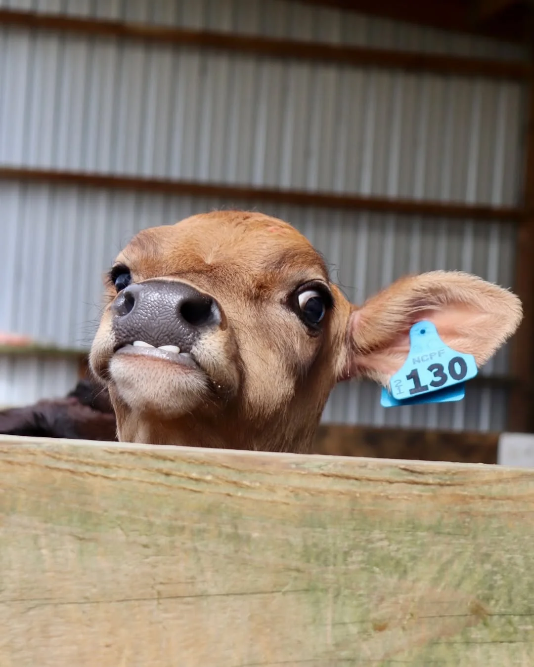 一群可爱的小牛牛?们的日常生活！