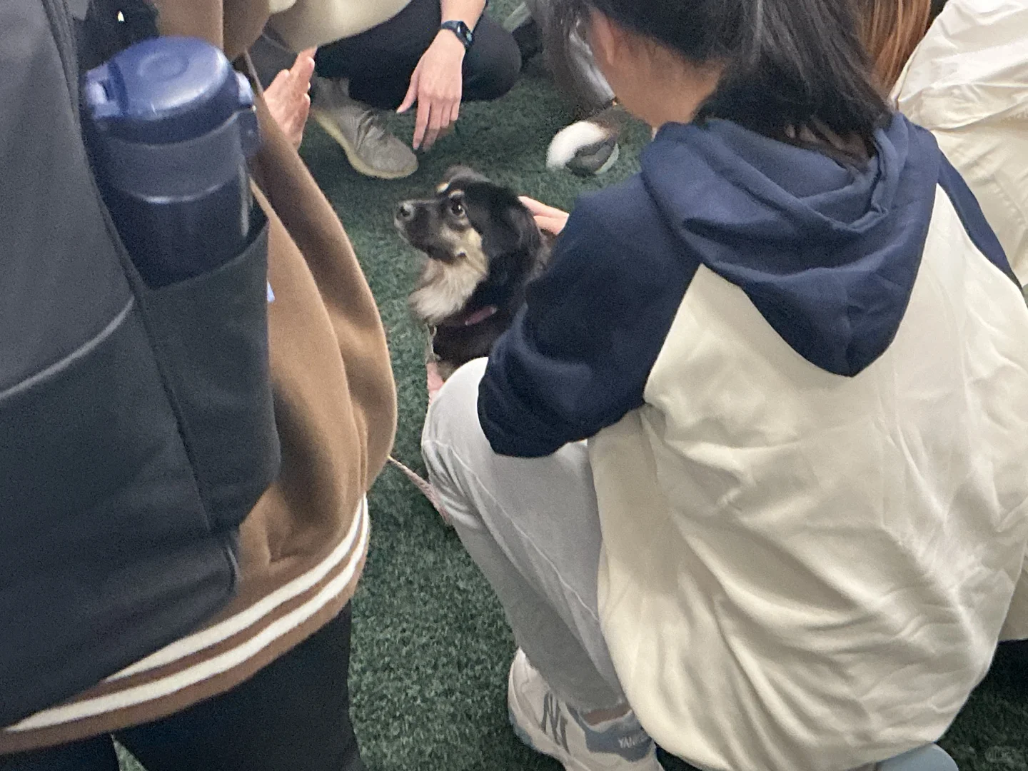 谁家图书馆可以撸小狗呀