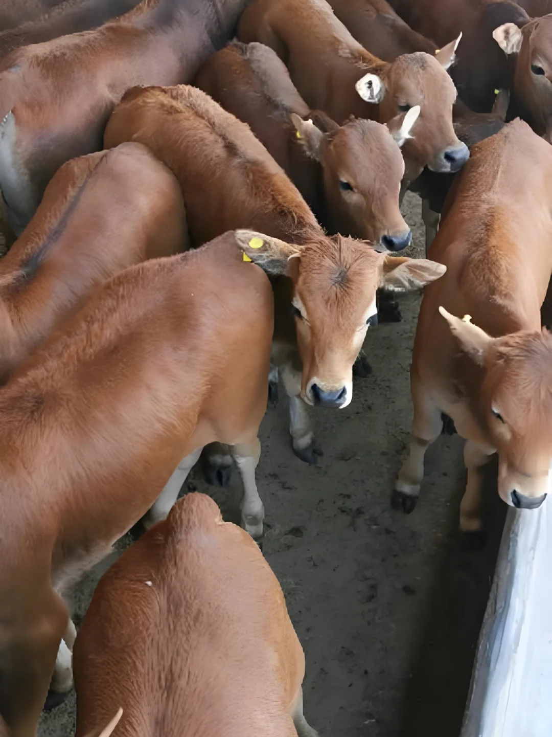 现在买到本土黄牛肉的概率还有多大?