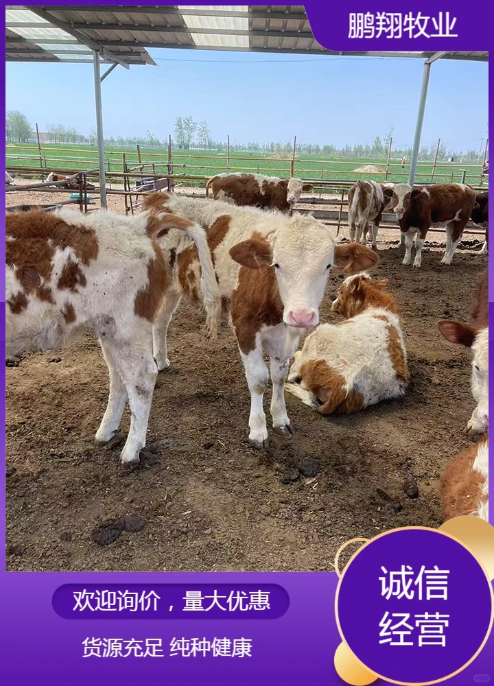鹏翔牧业黄牛