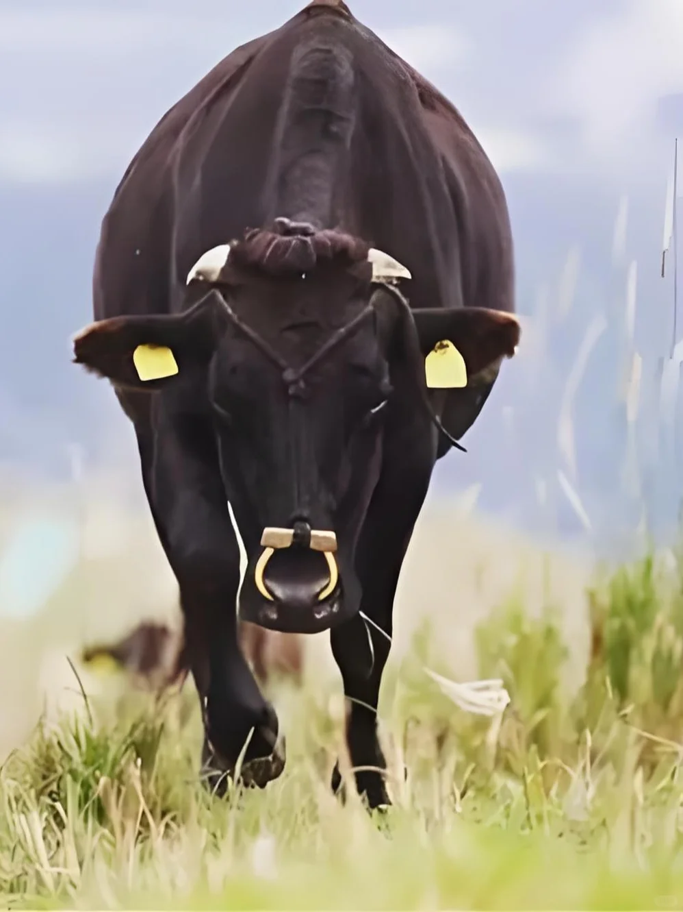 现在买到本土黄牛肉的概率还有多大?