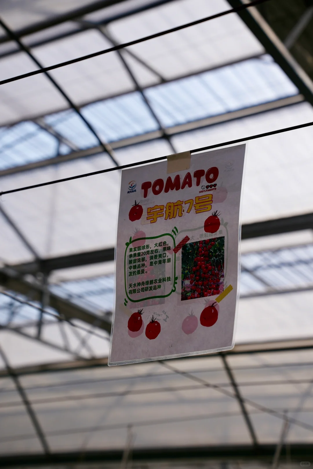 阳光洒进大棚的幸福感