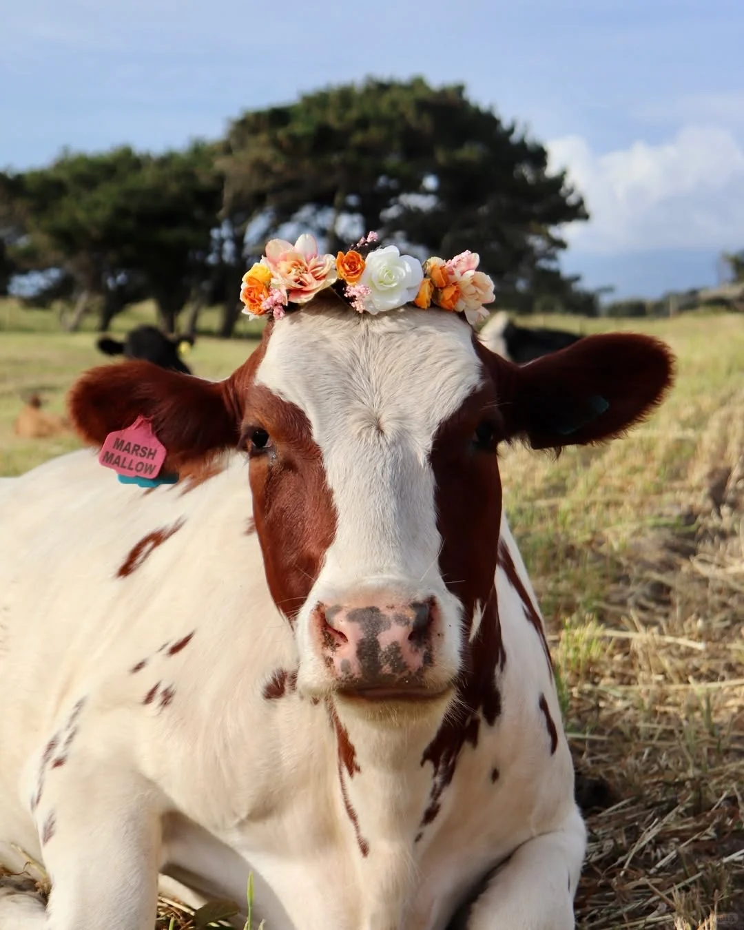 一群可爱的小牛牛?们的日常生活！