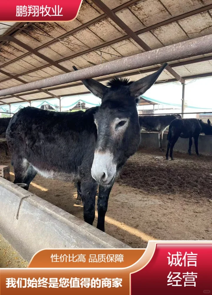 鹏翔牧业活毛驴