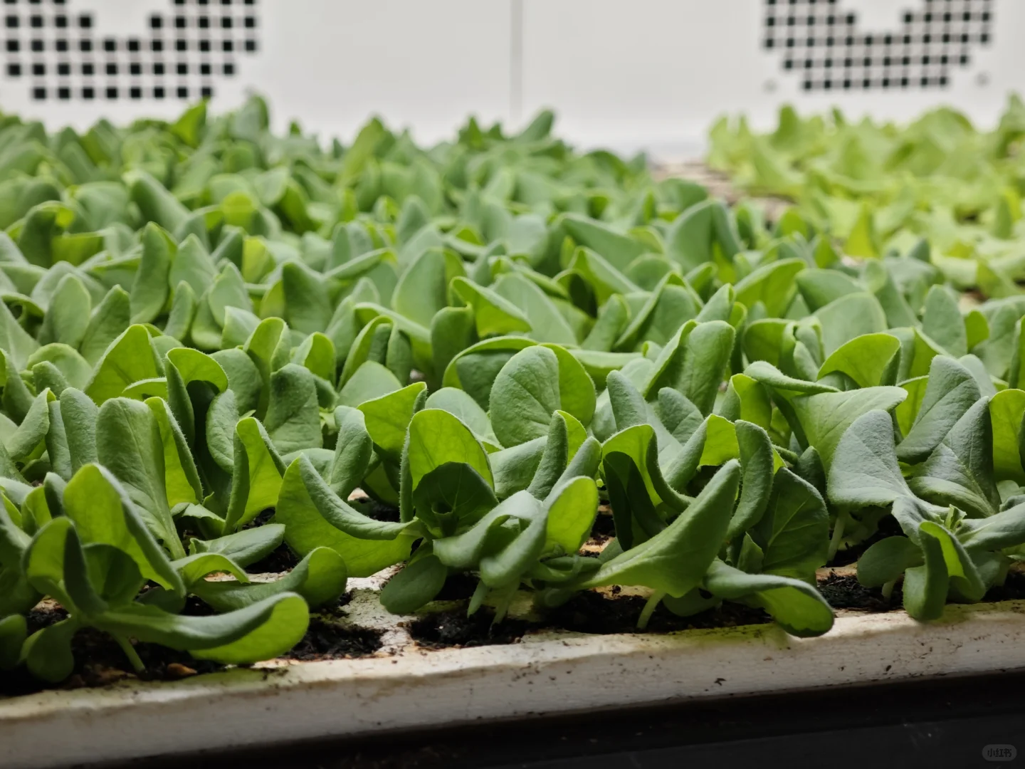 京东植物工厂参观:科技农业的硬核体验?