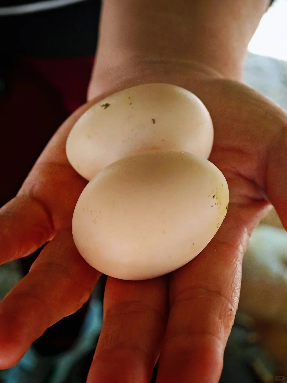 吃?鸡农场，一场美味与欢乐的邂逅?