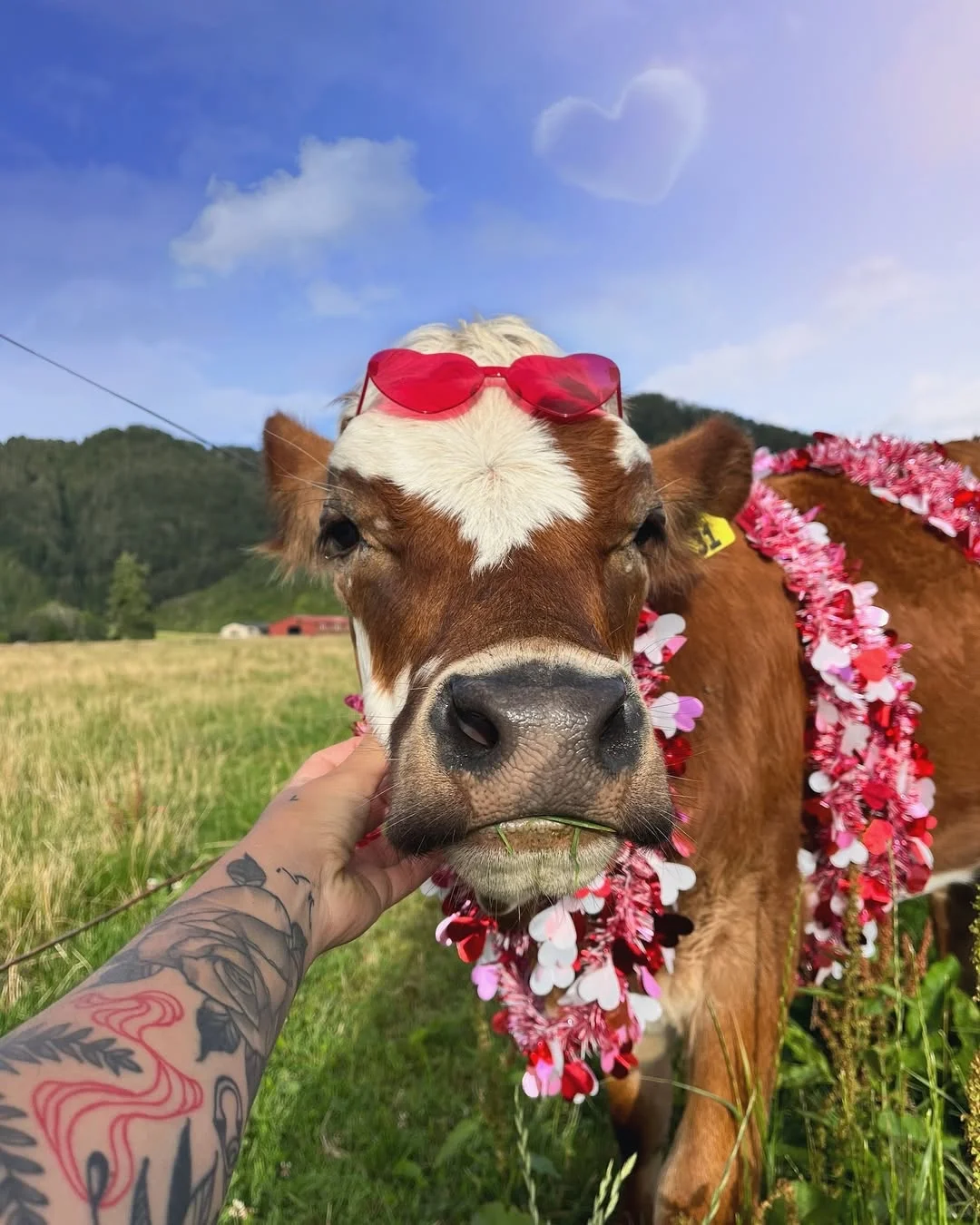 一群可爱的小牛牛?们的日常生活！