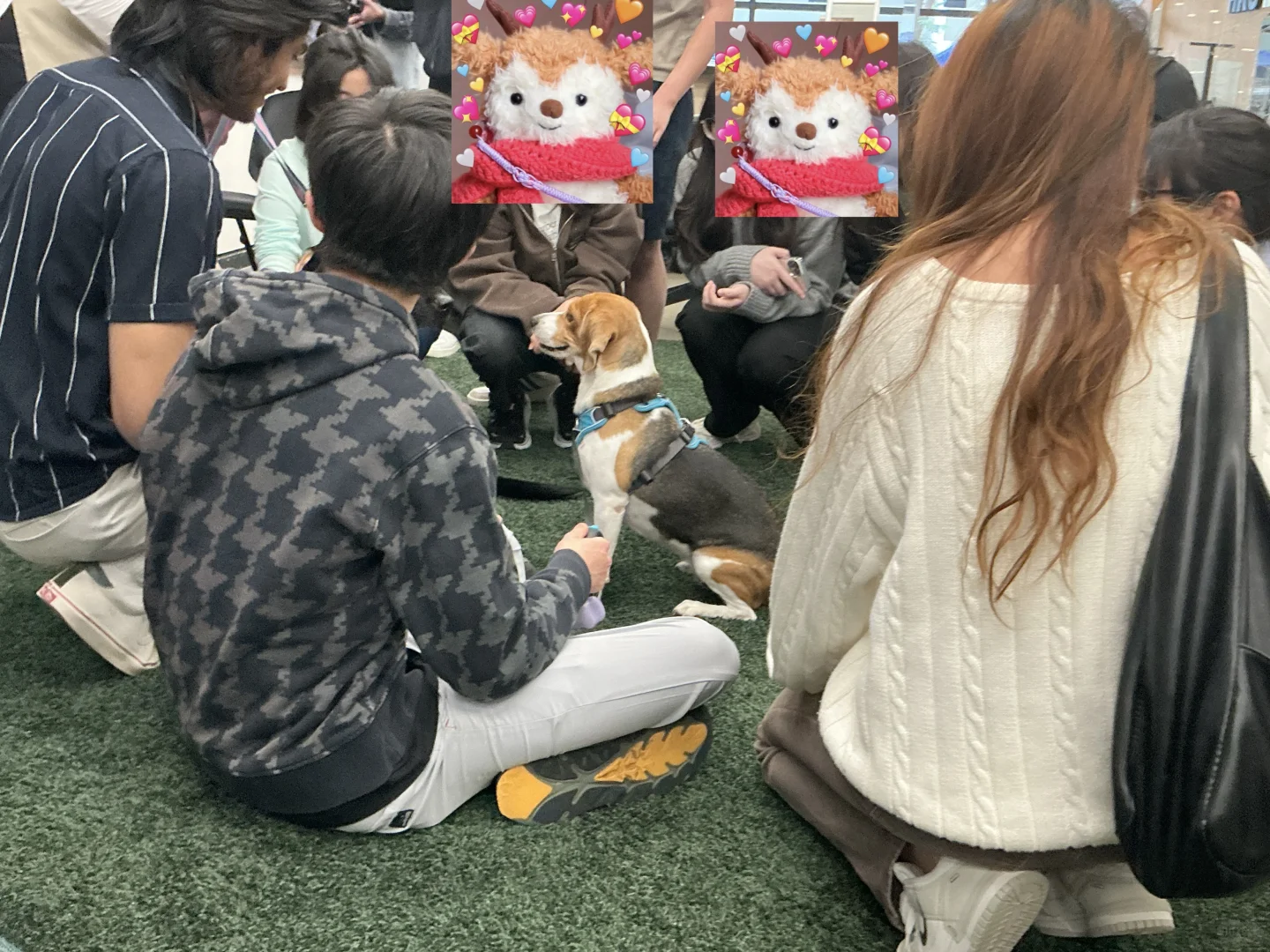 谁家图书馆可以撸小狗呀