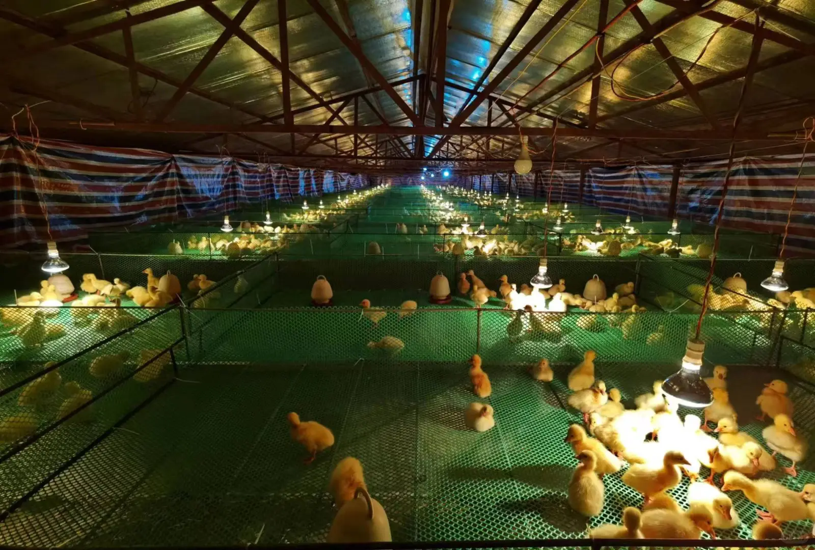 白莲鹅集团简介