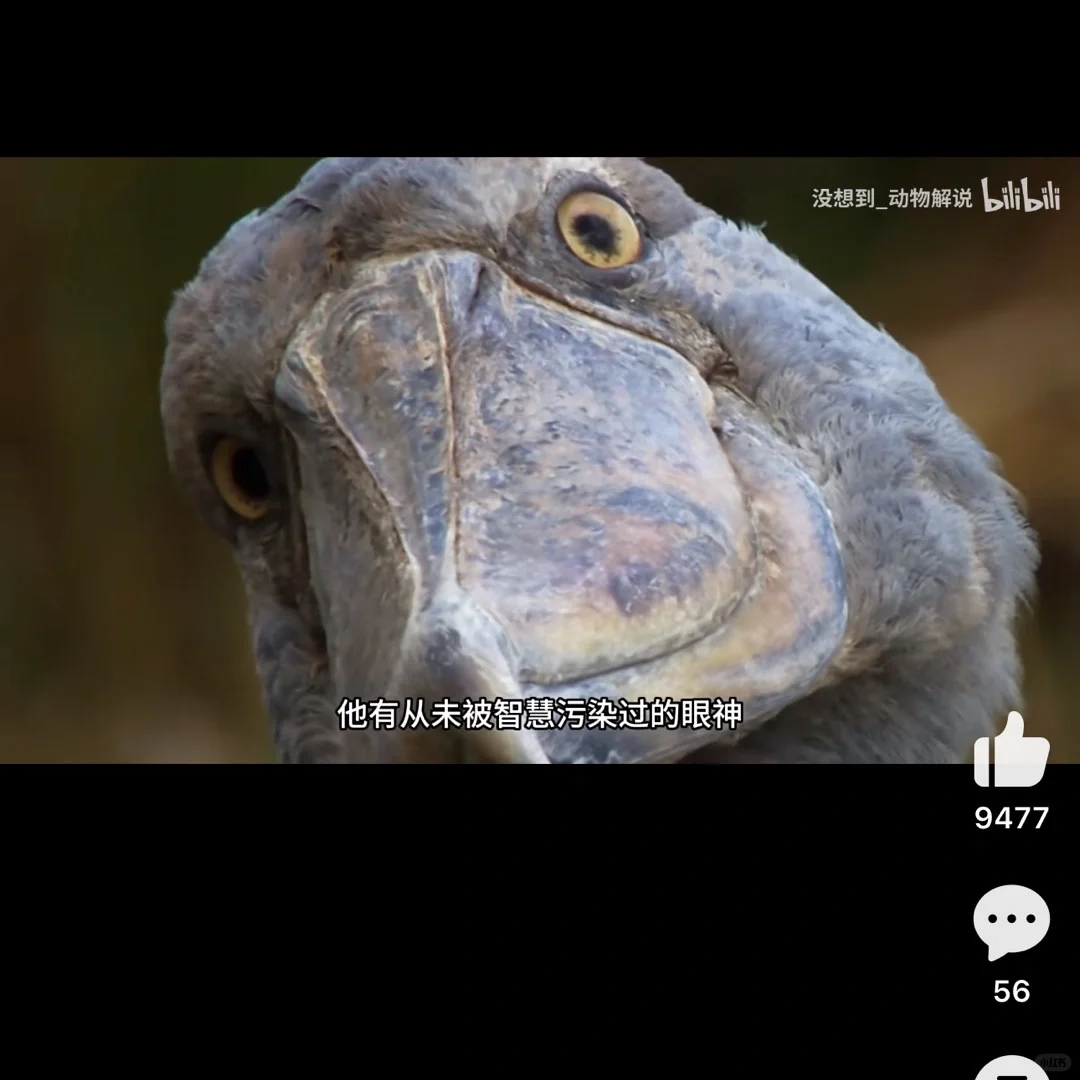 期货交易日记20240411