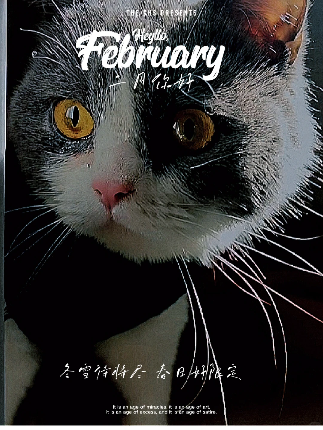 宠物飞机运输，宠物运输怎么选择运输工具