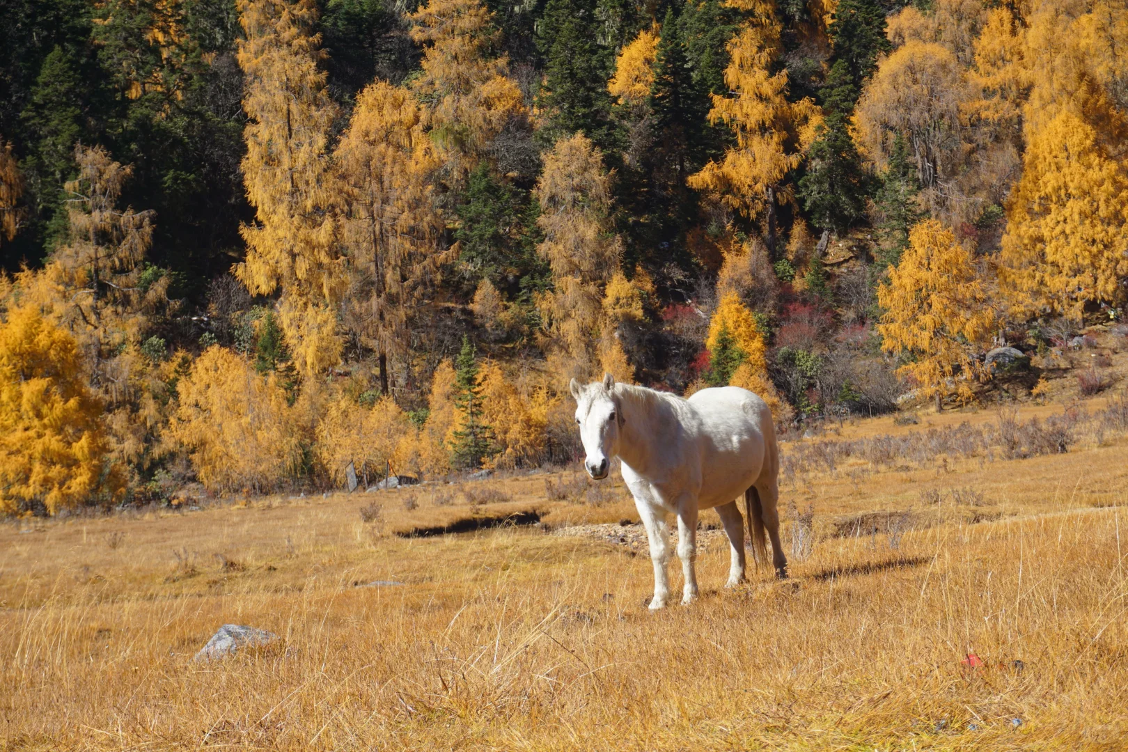 川西系列～小金～大坪牧业村～龙头滩