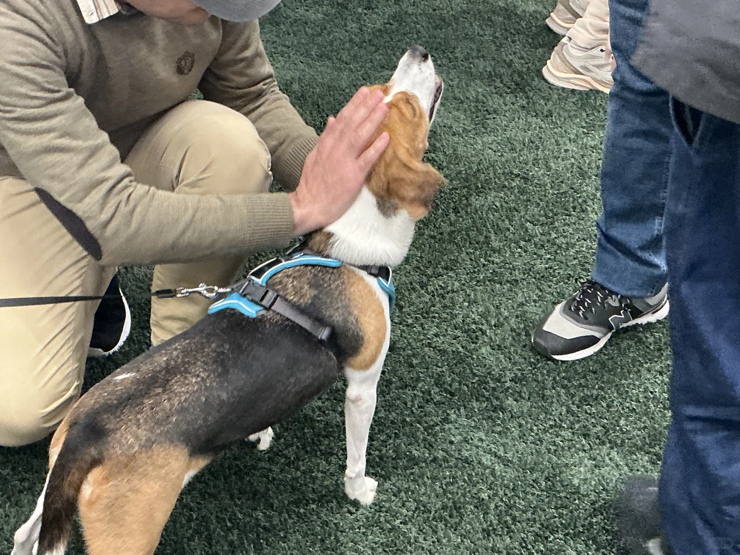 谁家图书馆可以撸小狗呀