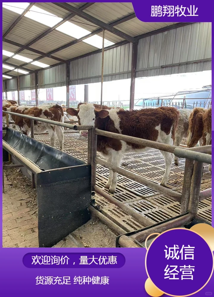 鹏翔牧业黄牛