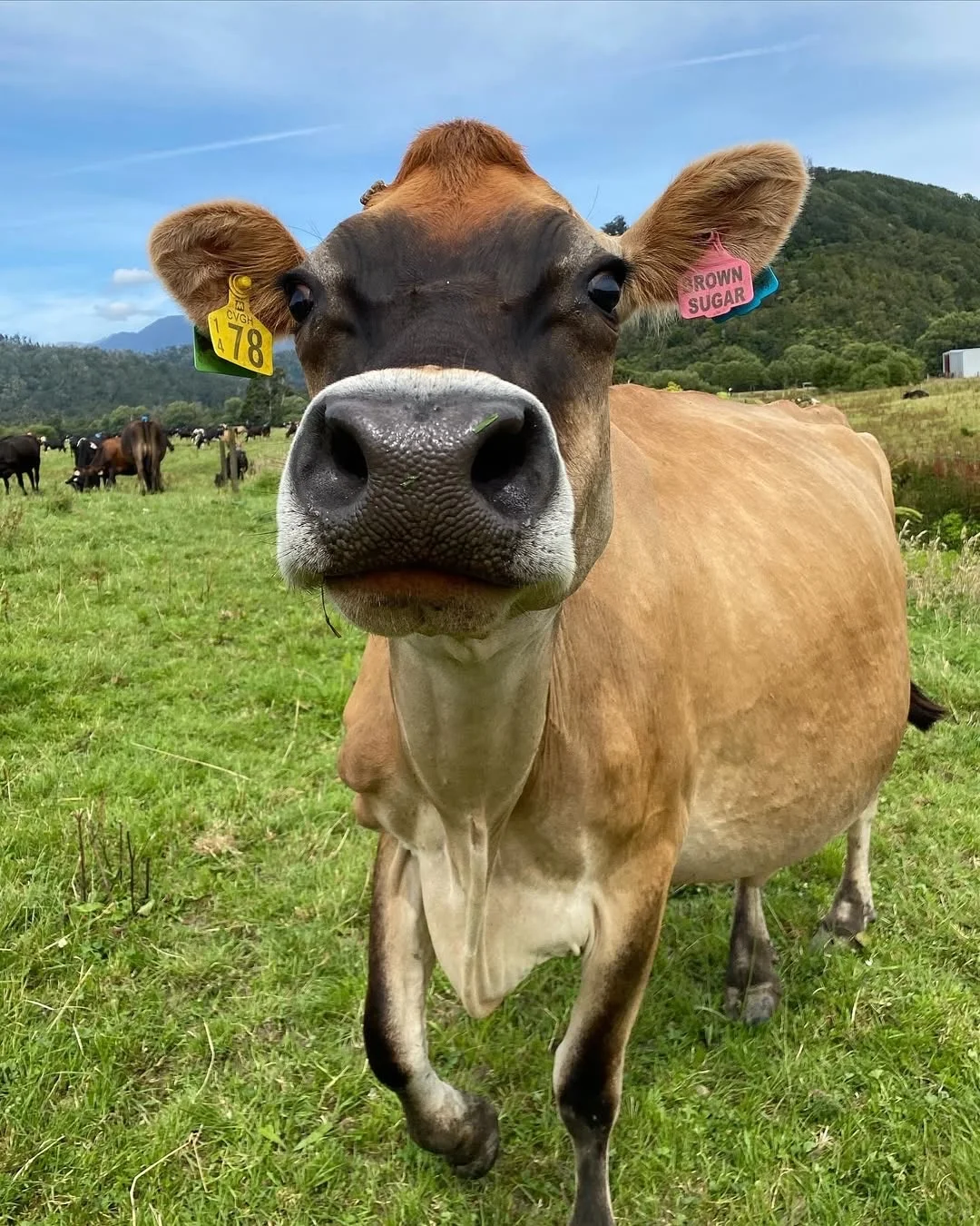 一群可爱的小牛牛?们的日常生活！