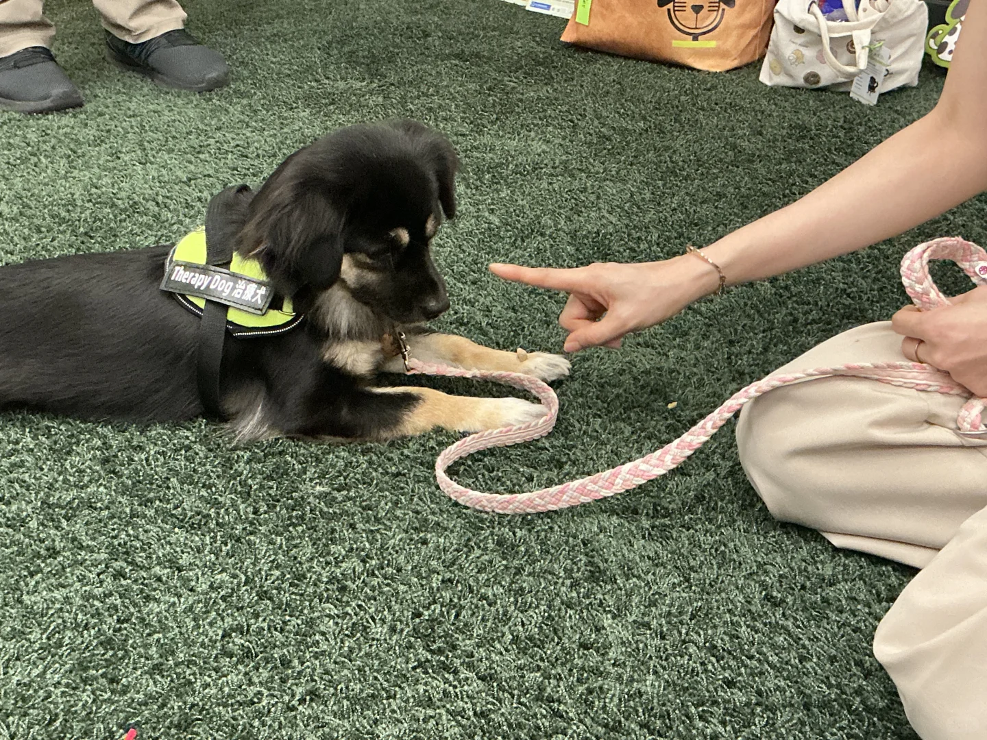 谁家图书馆可以撸小狗呀