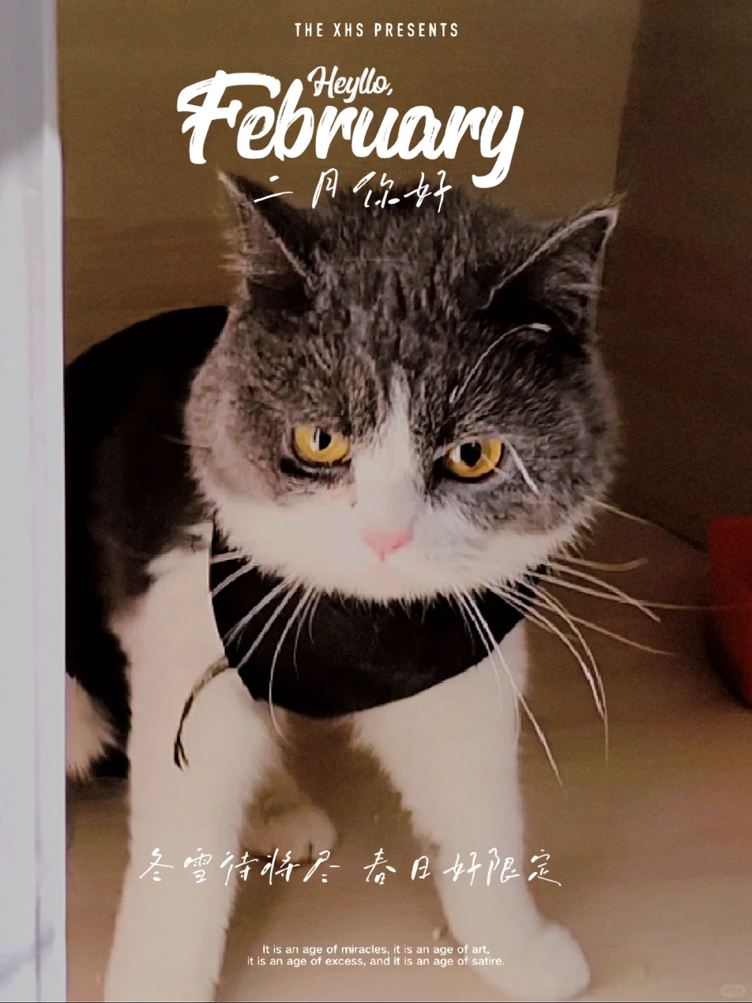 宠物飞机运输，宠物运输怎么选择运输工具