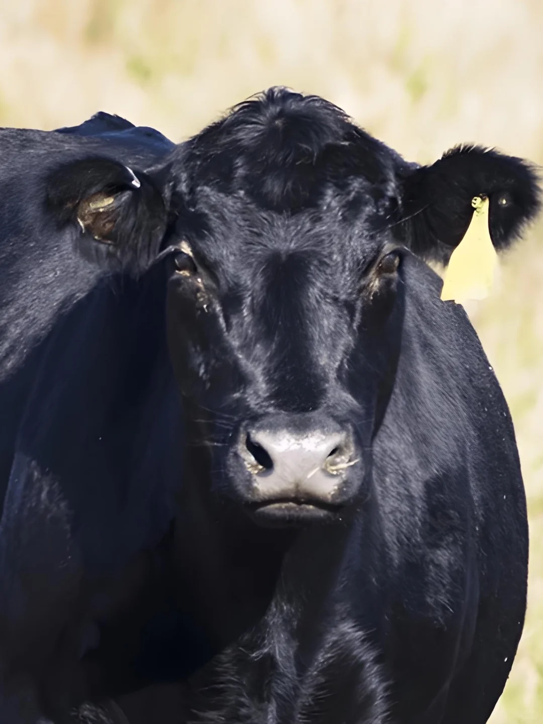 现在买到本土黄牛肉的概率还有多大?