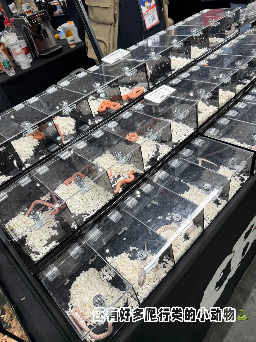 ?武汉潮宠展终极攻略！铲屎官必冲的华中顶