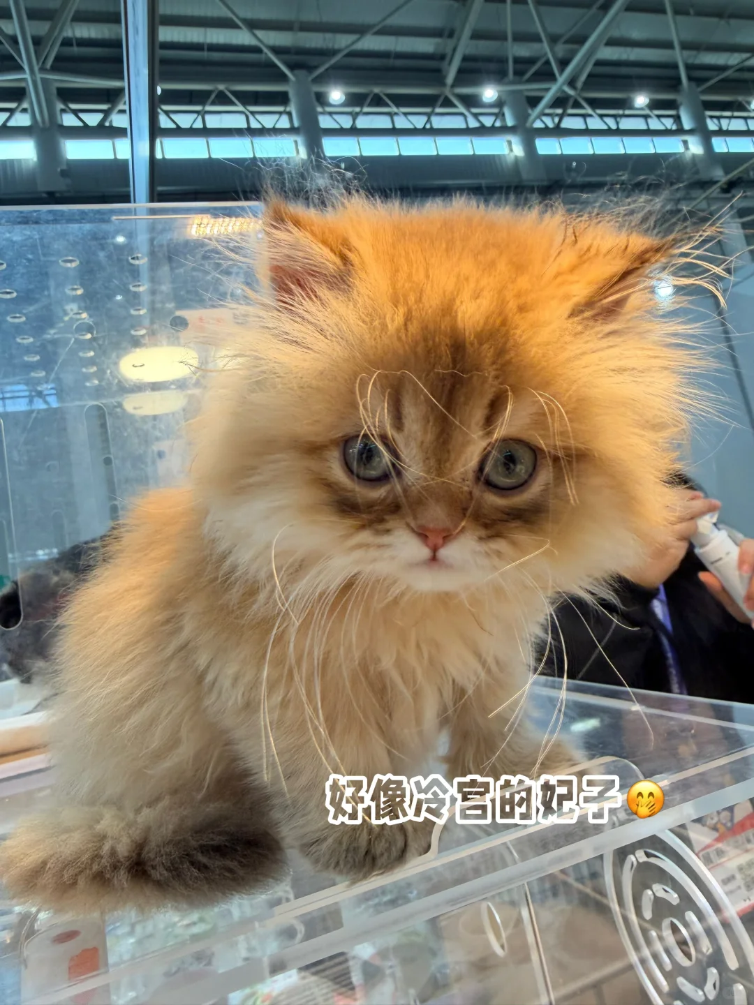 ?武汉潮宠展终极攻略！铲屎官必冲的华中顶