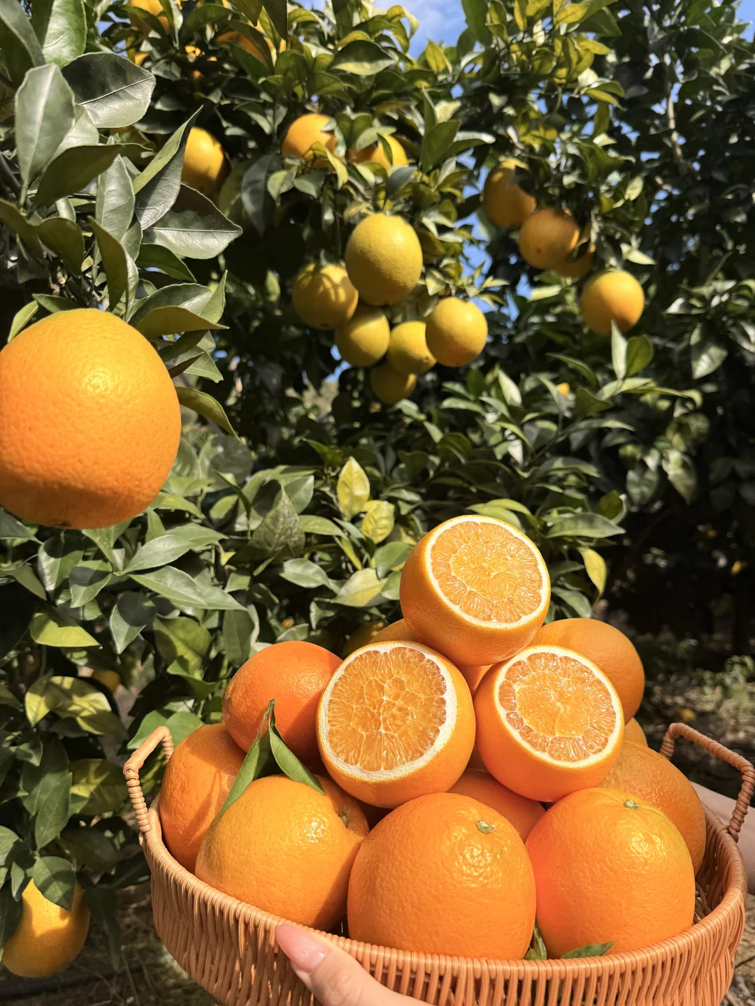 赣州这里！好多人好热闹~脐橙节?