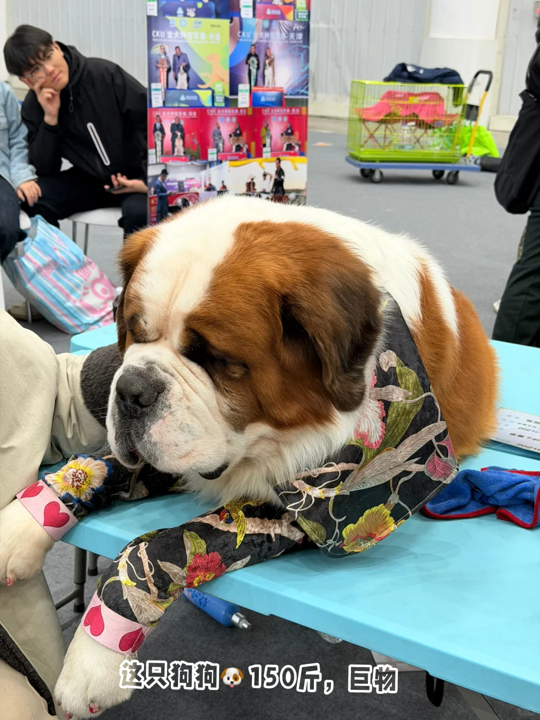 ?武汉潮宠展终极攻略！铲屎官必冲的华中顶