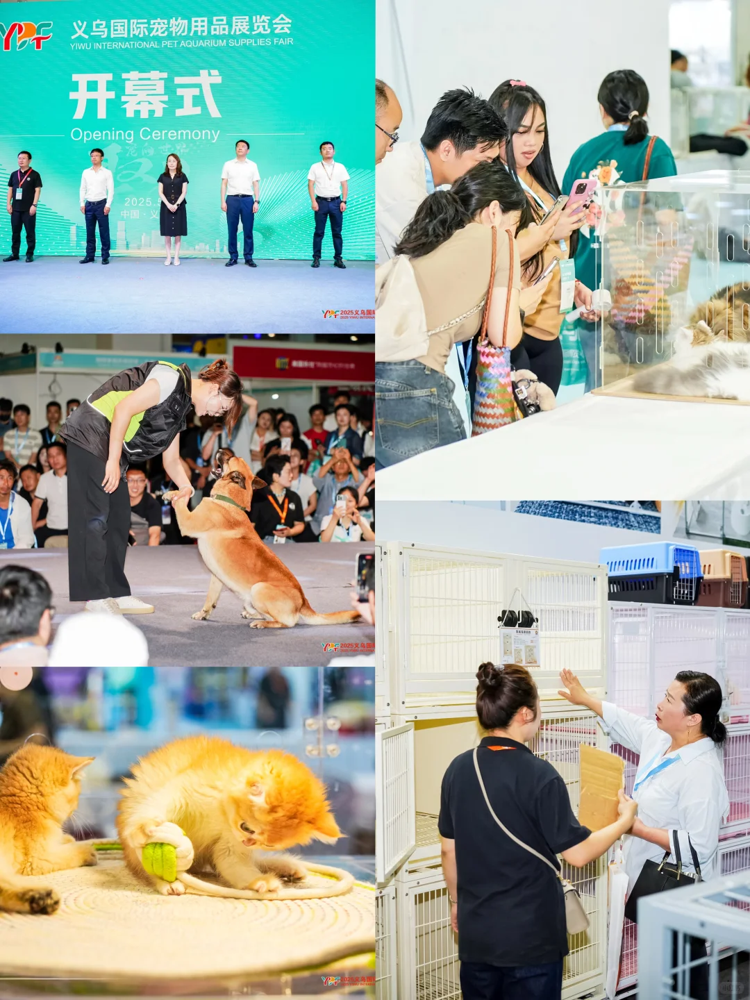 义乌宠物展，萌翻来袭！