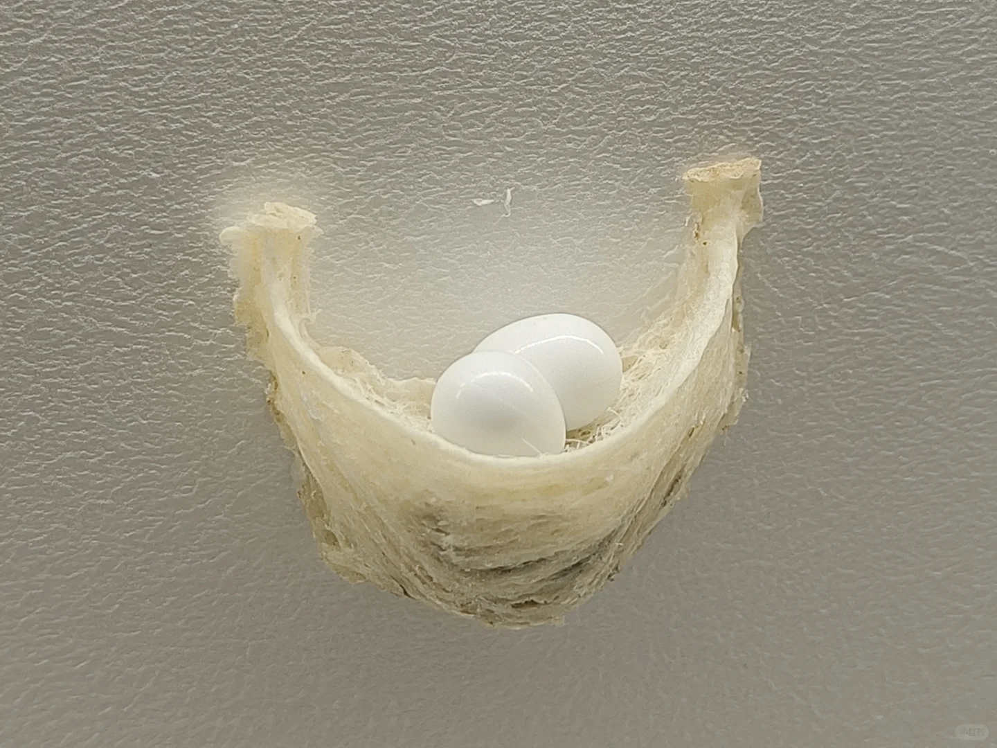 养生党必看！创喜燕窝，古方+科技双buff