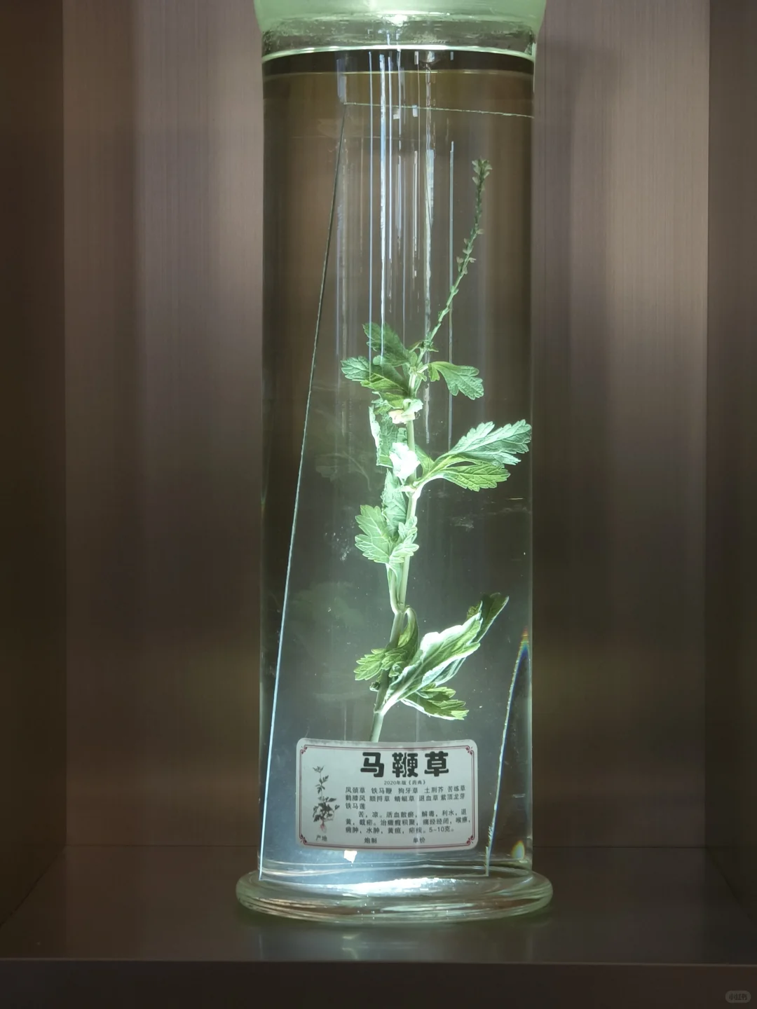 养生党必看！创喜燕窝，古方+科技双buff