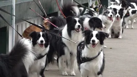 2025长三角苏州宠展倒计时7天⏳