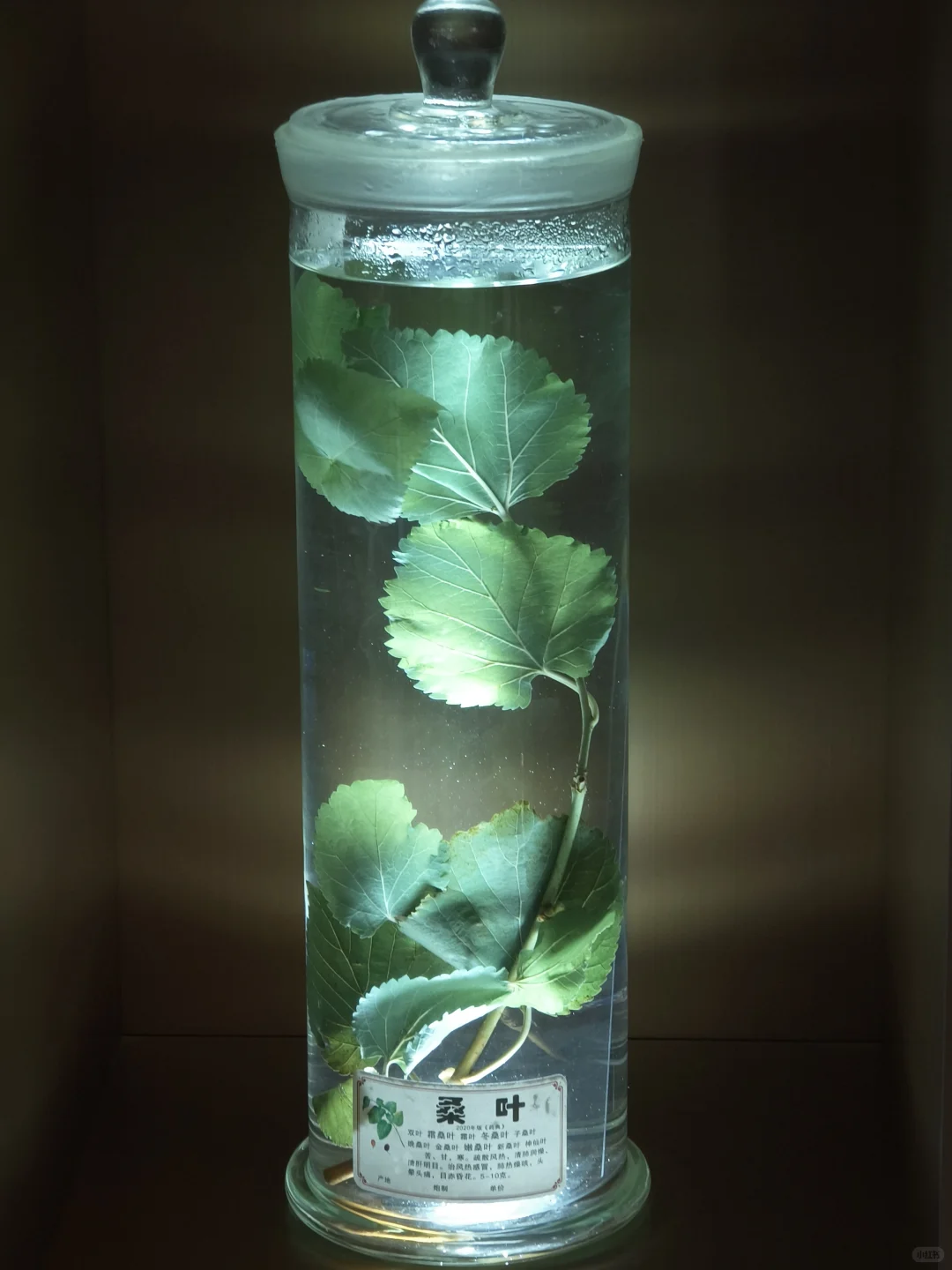 养生党必看！创喜燕窝，古方+科技双buff