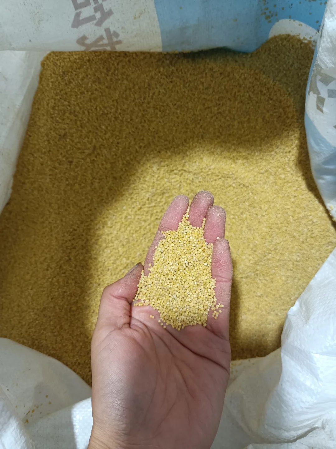 农村传承老品种年年留种自己种的小米