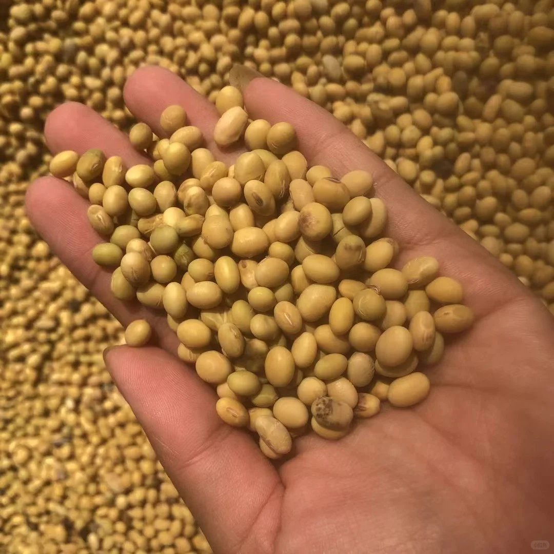 有人收农村的老品种小黄豆吗