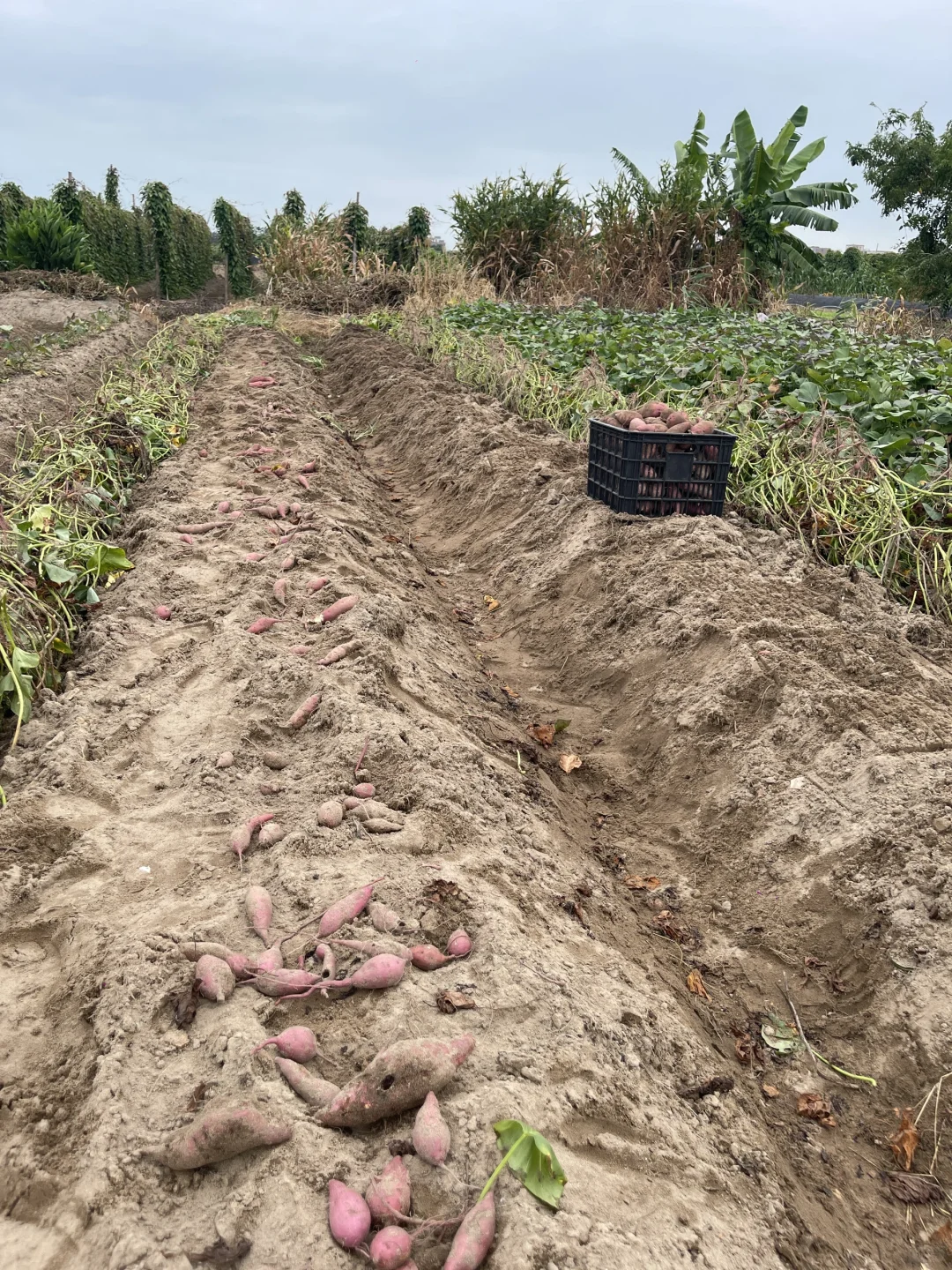 有姐妹要我们这小村子种的红薯吗？粉面甜