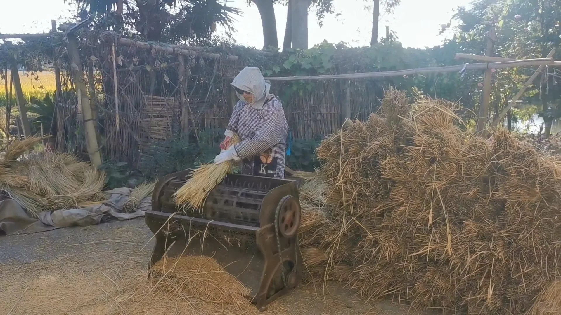 上海乡下|跟你们城巴佬说不清楚新米有多香