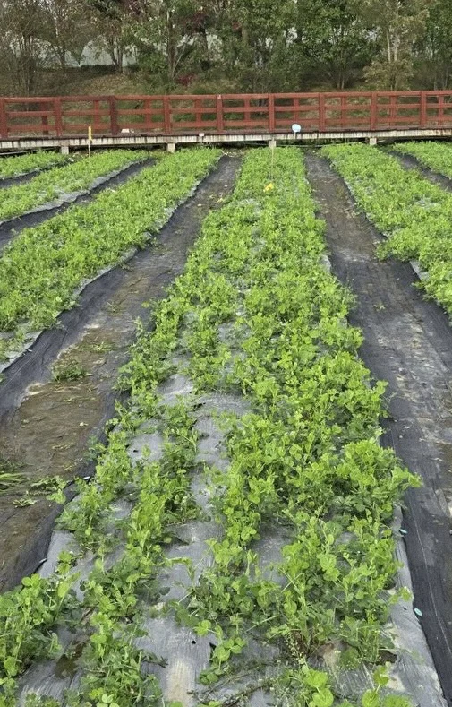 #温江绿康蔬菜家庭农场蔬菜采摘