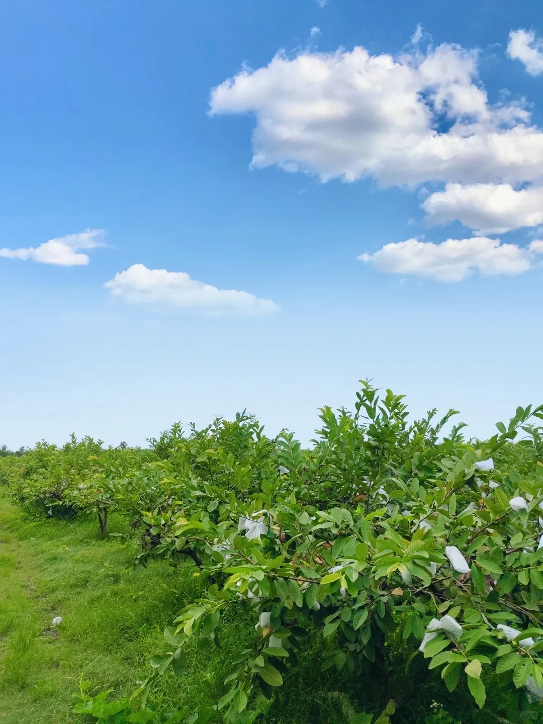 含泪吐槽：堆肥，才是最大的“钱袋子漏洞”