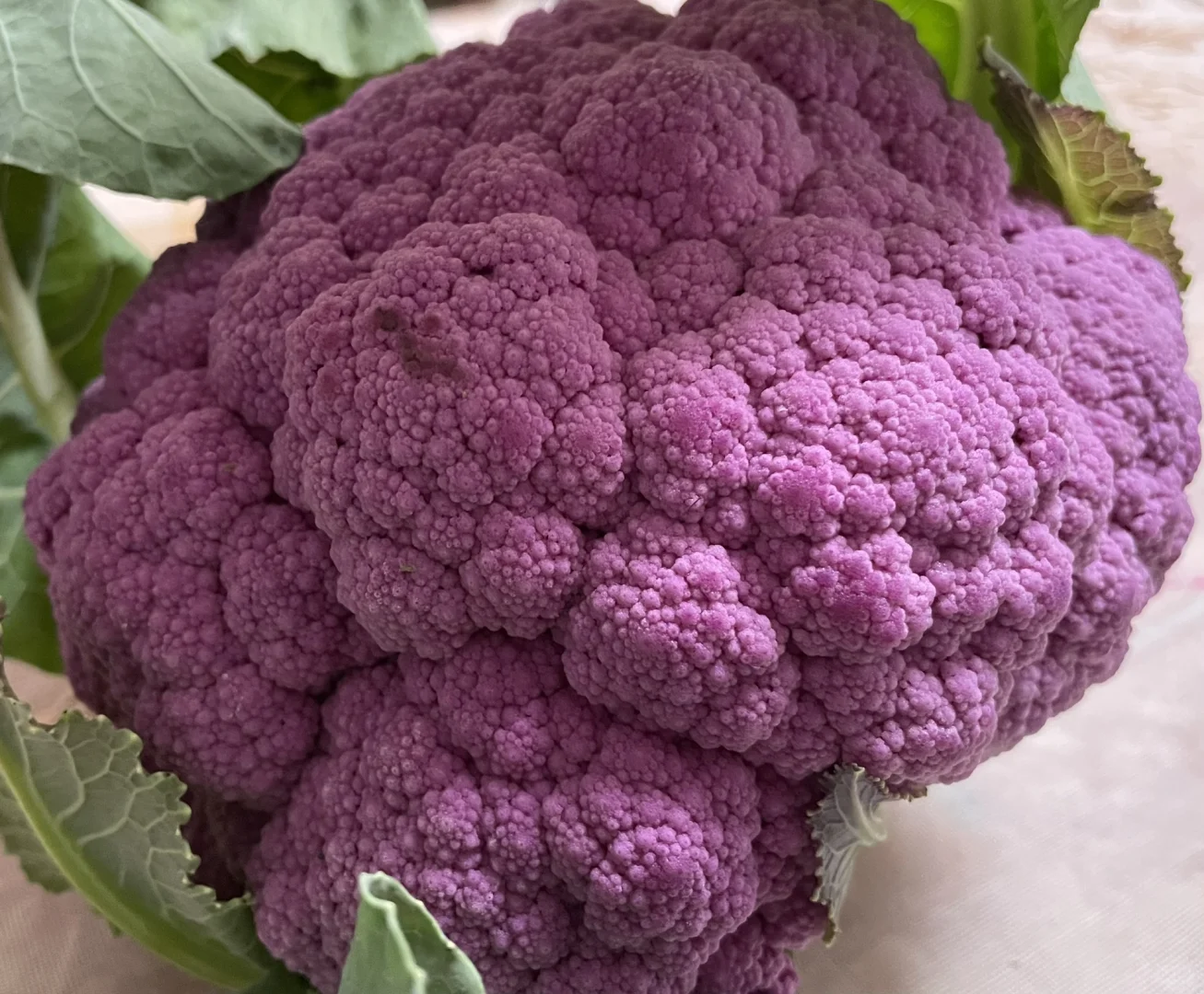 #温江绿康蔬菜家庭农场蔬菜采摘