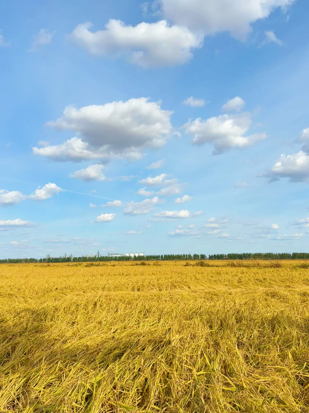 来五常收割了！！你的25年新米在路上了！