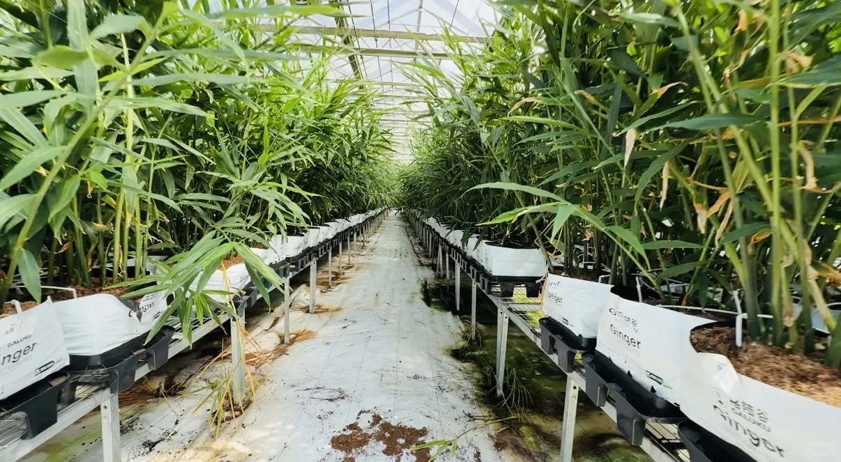 一亩地产15吨高质量生姜，不得不服这个模式