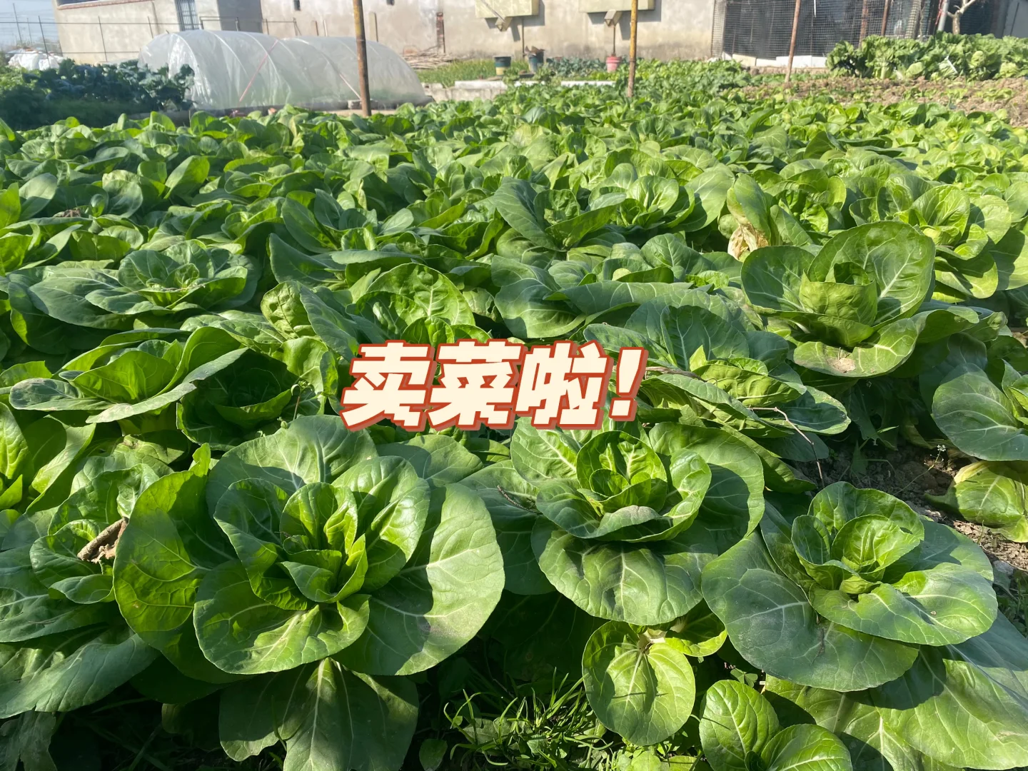自家农村无农药蔬菜?